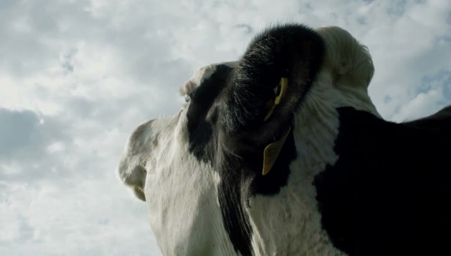 Review: COW